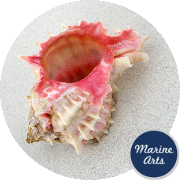 8633 - Murex Pink Large 8-10cm